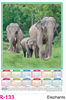 Click to zoom R 133 Elephants  Polyfoam Calendar 2020 Online Printing