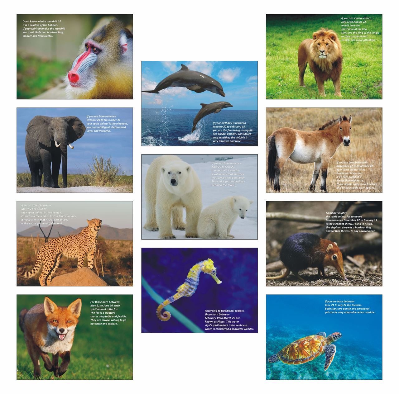 P11G-1001 Poster Pack of 11 Animals Poster | Vivid Print India - Get Your  Jazzy Imagination Printing Online