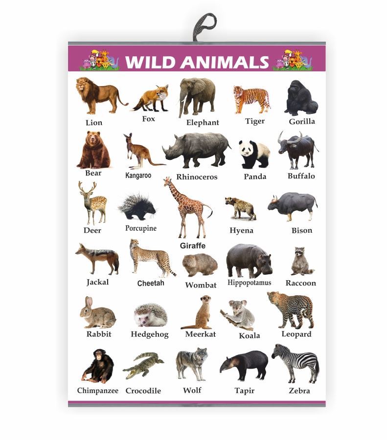 Wild Animals Chart For Kids Early Learning Educational Chart Size 50X71CM Vivid Print India