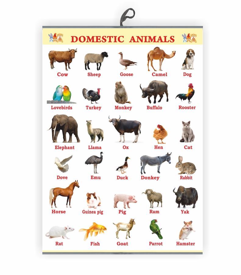 Domestic Animals Chart For Kids Early Learning Educational Chart Size 