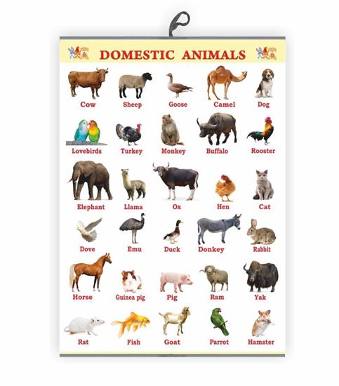 Domestic Animals Chart for Kids Early Learning Educational Chart | Size ...